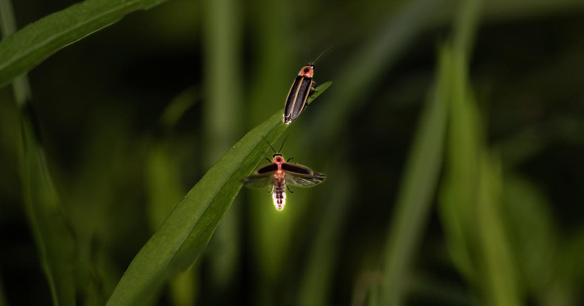 Why fireflies are only spotted flying around in the summer