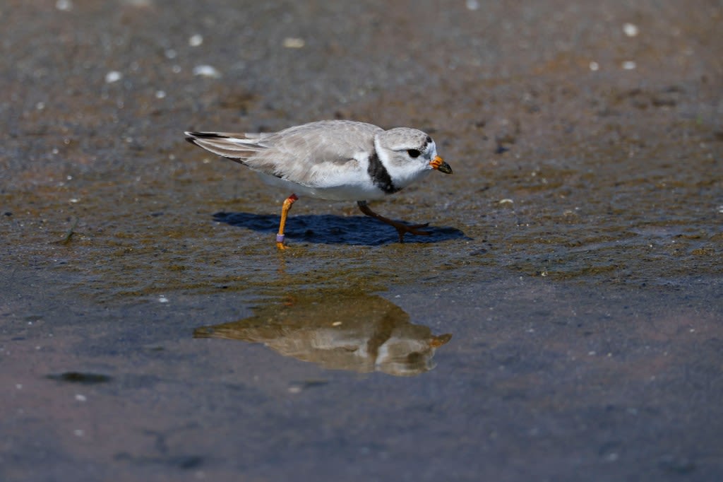 Chicago’s famous piping plover Imani has returned to Montrose Beach for the summer