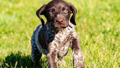 German Shorthaired Pointer Puppy Learning How to ‘Doing His Job’ Is Full of Natural Instinct