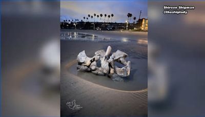 Juvenile gray whale carcass and bones wash ashore in La Jolla