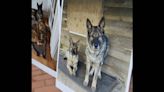 Hunter killed and skinned German shepherds thinking they were coyotes, CT family says