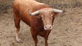 Quinto encierro de San Fermín 2024 con toros de Domingo Hernández Martín