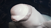 Las belugas rescatadas de Ucrania evolucionan favorablemente en el Oceanogràfic