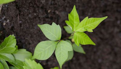 How to Identify and Get Rid of Poison Ivy Safely