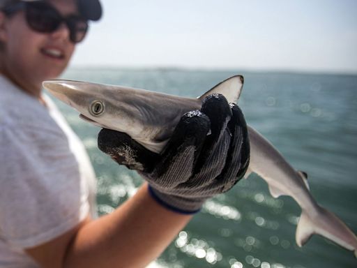 Sharks Swimming in Waters Near Brazil Test Positive for Cocaine, Study Finds