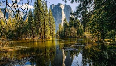 Ultra-runner near the end of a 50-mile excursion attacked by a bear in Yosemite Valley