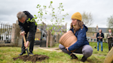 New life at site of 'Europe's oldest' wych elm