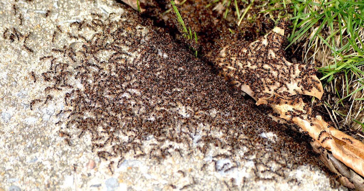Ant infestations will be wiped out by 1 common item they don’t like the smell of