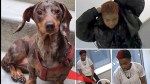 Dognappers steal dachshund named Milkshake during birthday party in Bronx
