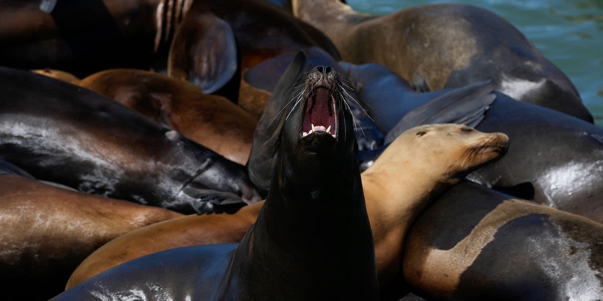 Sea Lions Storm San Francisco's Pier 39 In Massive Numbers For 1 Thing Only