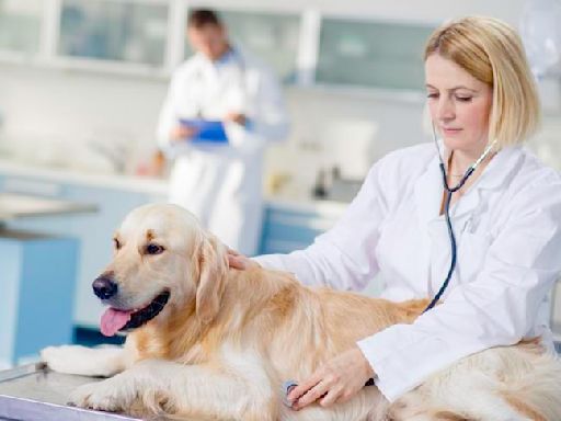 Amantadine for Dogs: Uses, Side Effects, and Alternatives