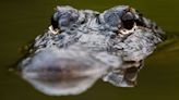 Search Continues for 4-Foot Alligator in New Jersey Park