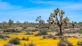 The Calif. park foreshadowing Joshua Tree National Park's future