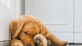 Golden Retriever Puppy ‘Wrestles’ With a Tomato in Adorable Video