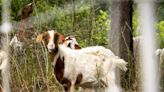 How to witness over 120 goats mow the Houston Arboretum