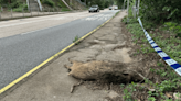 大埔公路野豬伏屍路邊 疑遭車輛撞斃