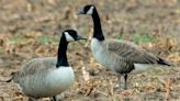 Why waterfowl hunters may not see birds in usual spots this season