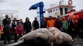 World’s heaviest bony fish, weighing 2.7 tonnes, found dead off Azores coast