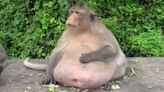 遊客一直餵！暴肥獼猴「哥吉拉」體重飆破20公斤 胖到慘死