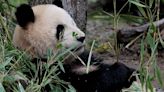 China enviará a España una nueva pareja de pandas el 29 de abril