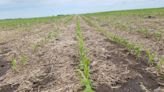 Sembró vicia previo a maíz tardío: ¿Cuál sería la mayor amenaza desde la implantación del cultivo hasta el estadio V3?