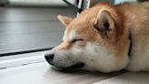 Dogecoin Bulls See $60M Liquidations in Biggest Hit Since 2021