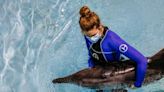‘Stable and swimming:’ Florida dolphin in rehabilitation after being rescued