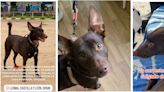 ¿Has visto a Balto? Un perro desaparece tras un accidente de tráfico en Burgos y su dueña pide ayuda para dar con él
