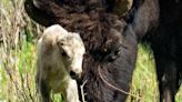 Rare white bison at Yellowstone evokes Native American prophecy