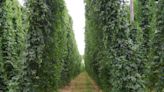 Falling beer demand, crushing glut putting a chill on Eastern WA hop crop