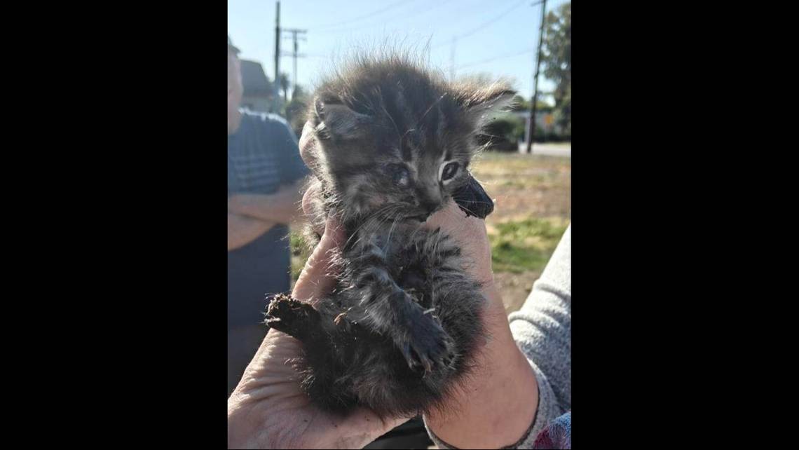 Kitten gets trapped below sidewalk — then California rescuers crack open a can of tuna