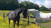 British military horses injured while running through London in April 'recovering with remarkable speed'