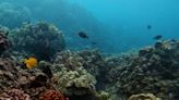 Hawaii's coral reefs are in peril. What researchers are doing to restore coral ecosystems and preserve biodiversity