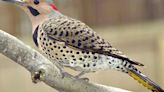 'Chimney caps, vent pipes, gutters': Why some woodpeckers are major metal heads