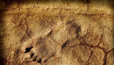 Archaeologists Found 23,000-Year-Old Footprints That Rewrite the Story of Humans in America