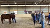 Horses helping in mental health therapy: Program in need of donations