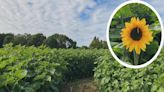 Date revealed for opening of new pick-your-own sunflower field