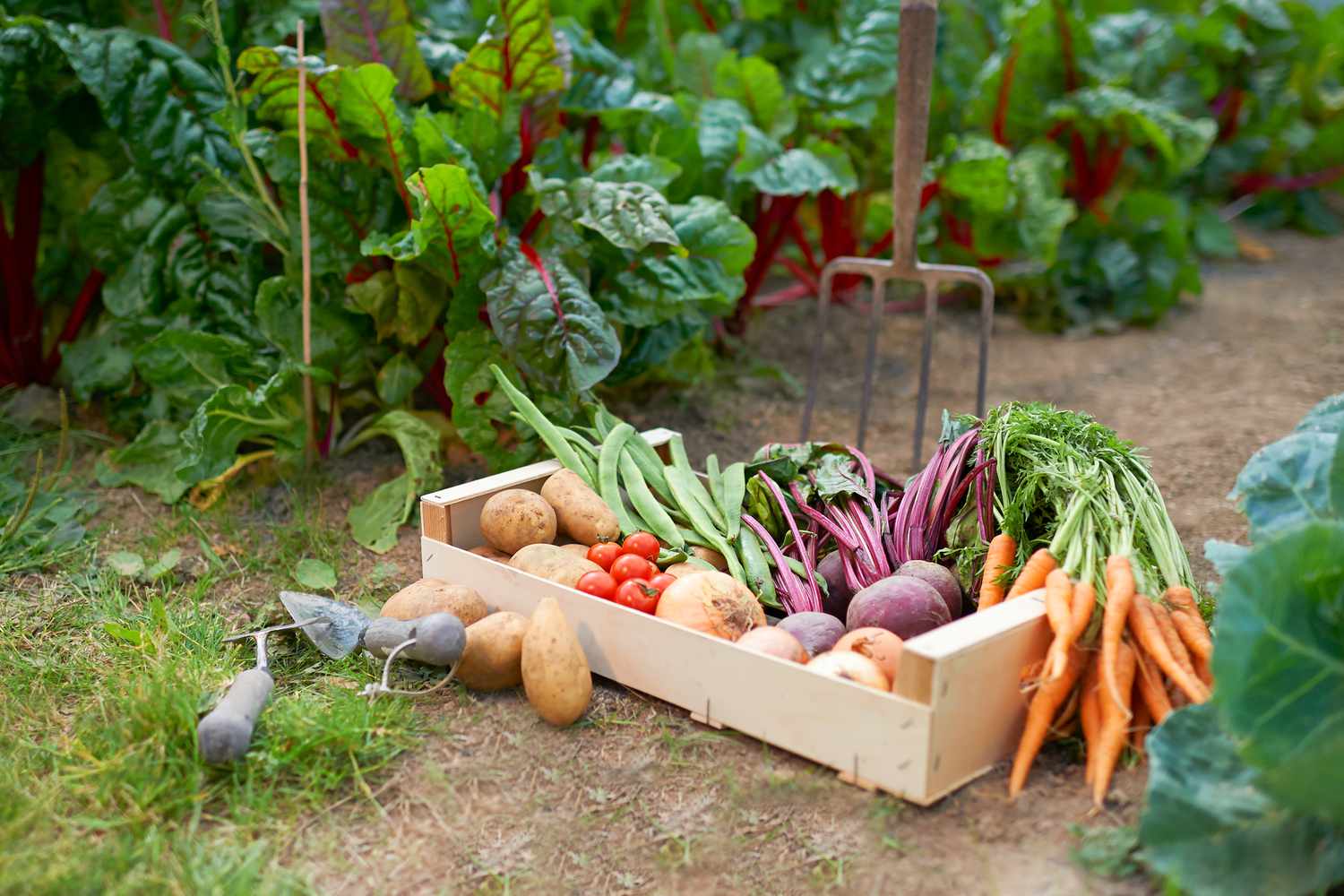 8 Fall Vegetables to Plant Now for a Bountiful Harvest