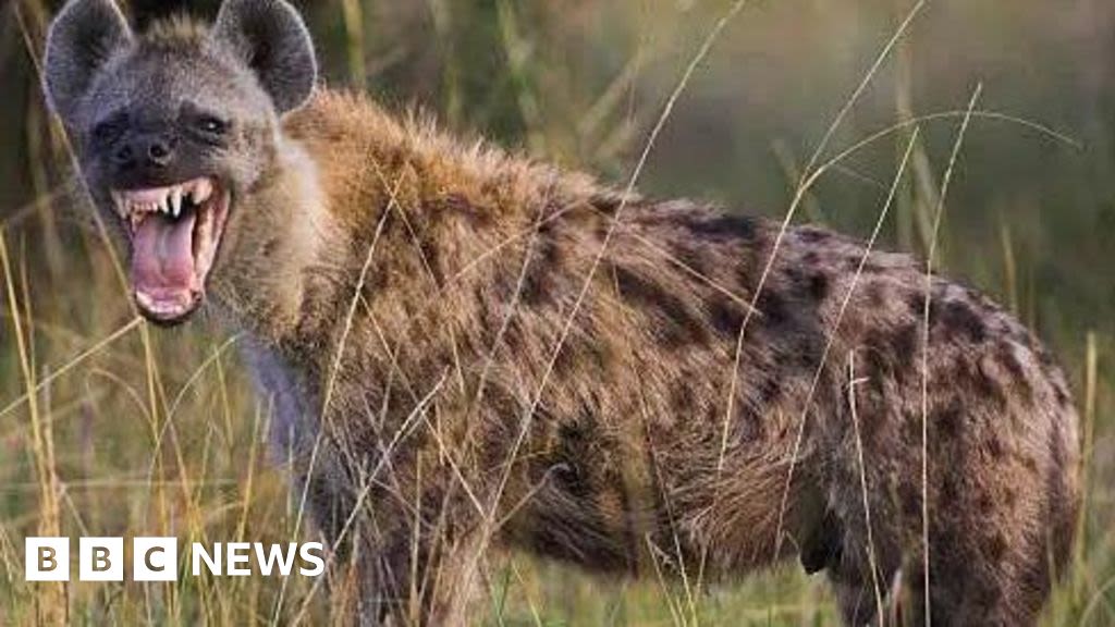 Jos Wildlife Park: Escaped hyena in Nigerian city captured