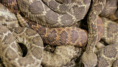 Rattlesnake 'mega-den' goes live on webcam that captures everyday lives of maligned reptile