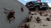 Mormon cricket ‘sludge’ blankets northern Nevada roads causing crashes