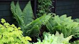 10 Types of Ferns That Thrive in Shady Gardens