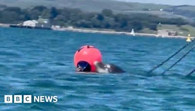 Portland harbour: Dolphin tangled in ropes freed by kayakers