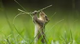 Stunning beauty of gardens both great and small captured by Photographer of the Year winners