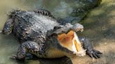 Human remains found inside 2 crocodiles in Australia believed to be missing fisherman