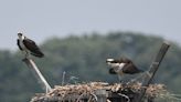 Bald eagles, osprey could be removed from NJ endangered species list as population soars