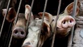 Vietnam to export 2 million swine fever vaccine doses to Philippines by October