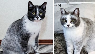 Mutation Has Led to a New Type of Cat, Scientists Say