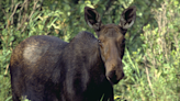 Turkey hunter attacked by female moose with calves near Blackfoot