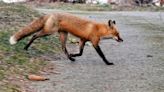 What we can learn from a fox raiding a local henhouse